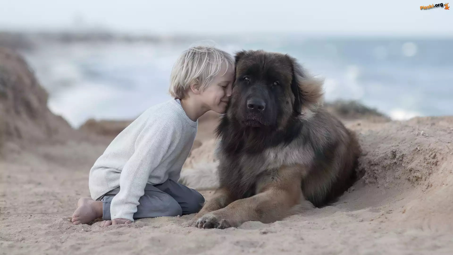 Przyjaciela, Dziecko, Pla¿a, Pies, Ch³opiec, Leonberger, Piasek